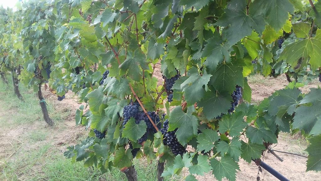 Agriturismo Val Di Nappo Castiglione della Pescaia Luaran gambar
